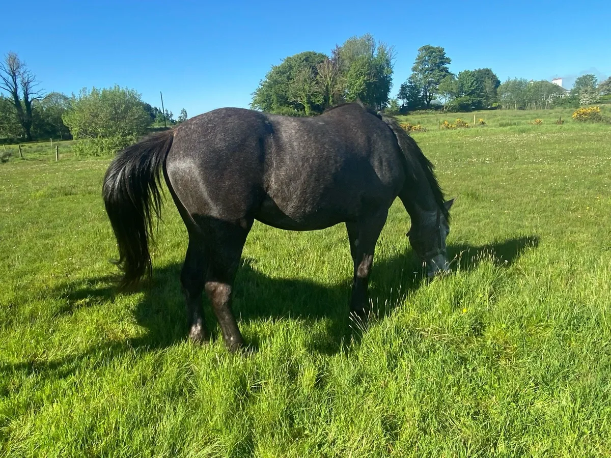3 Year Old Registered Irish Draught Filly - Image 1