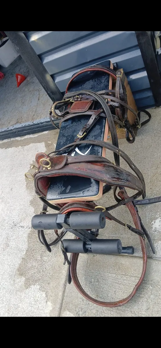 Driving harness for horse - Image 2