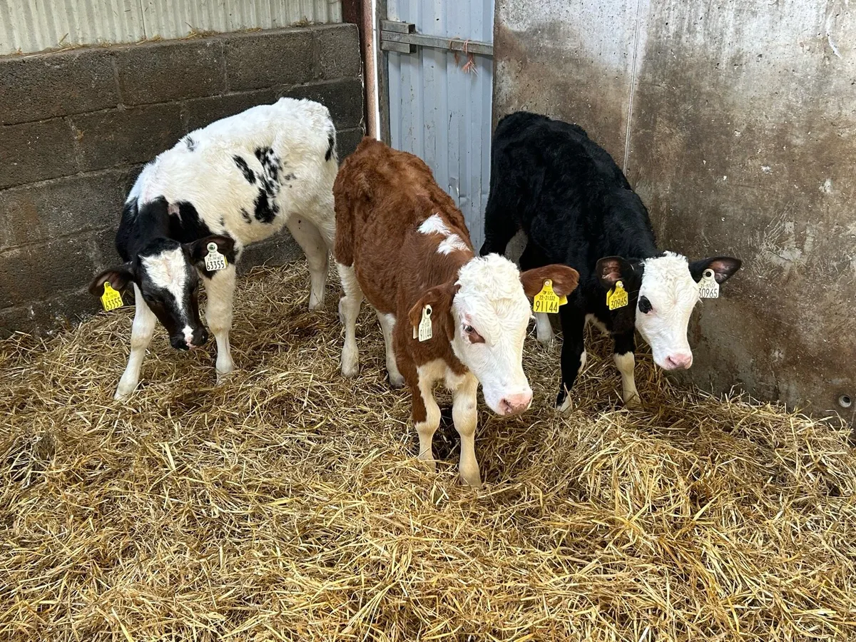 3 Heifer Runners - Image 1