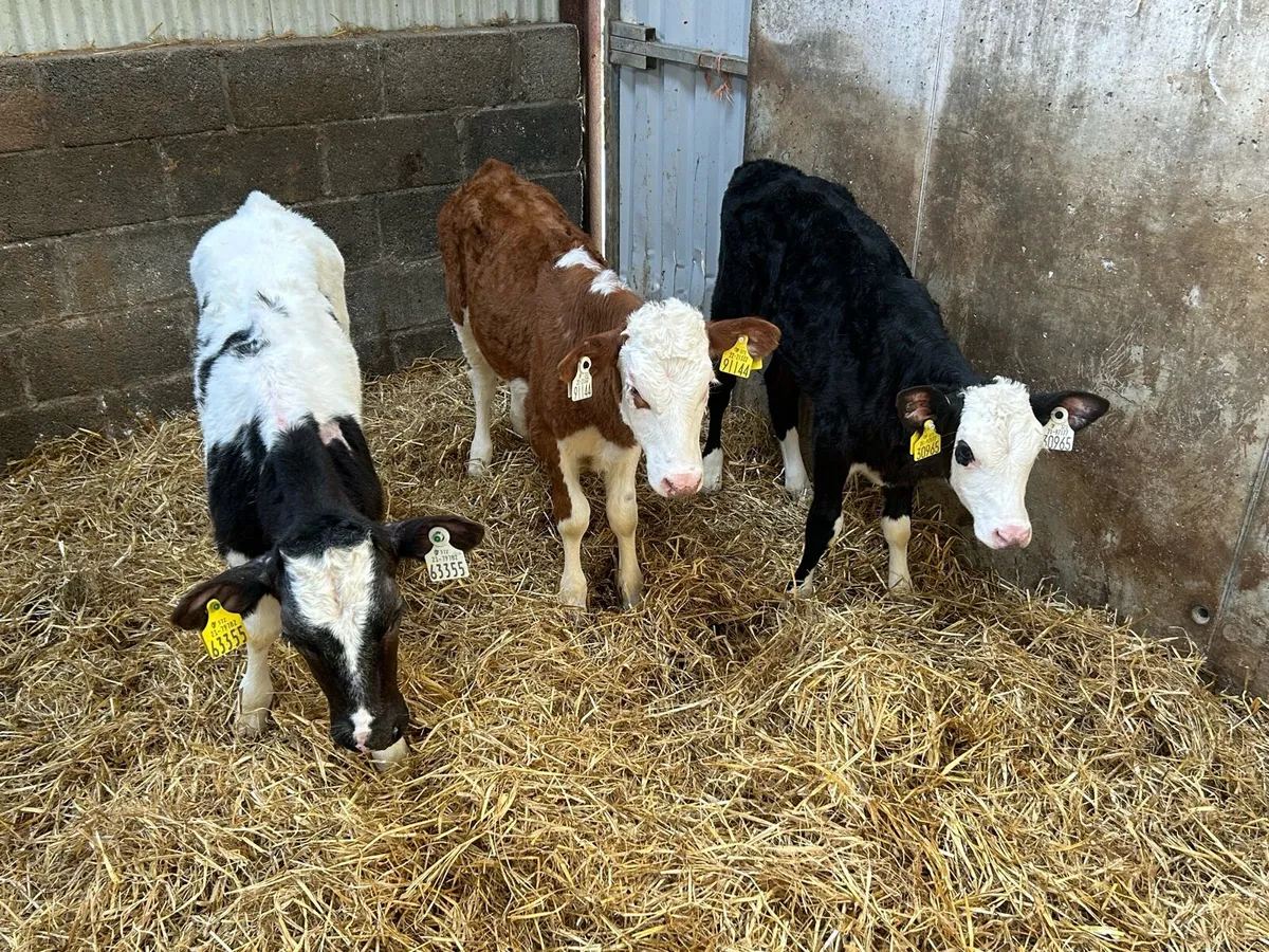 3 Heifer Runners - Image 2