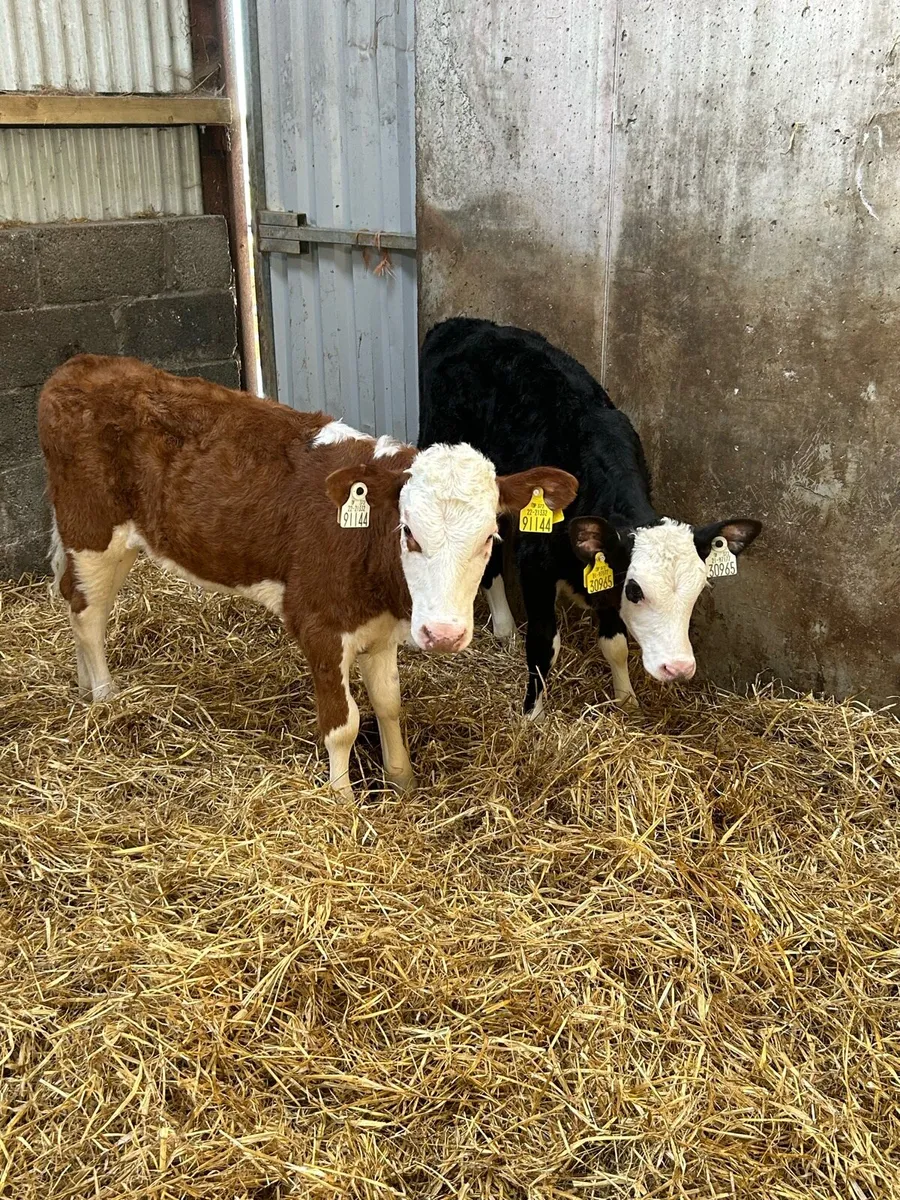 3 Heifer Runners - Image 3