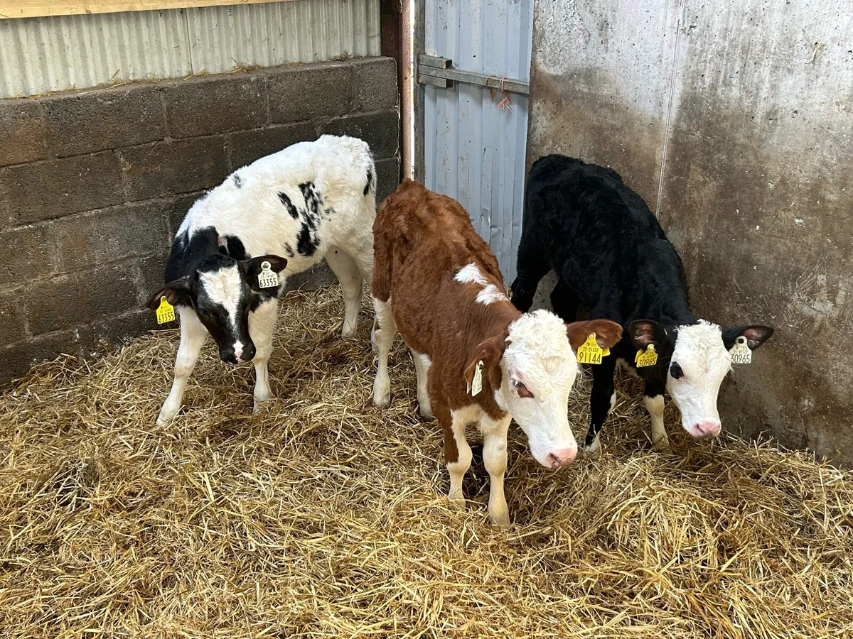 3 Heifer Runners - Image 4