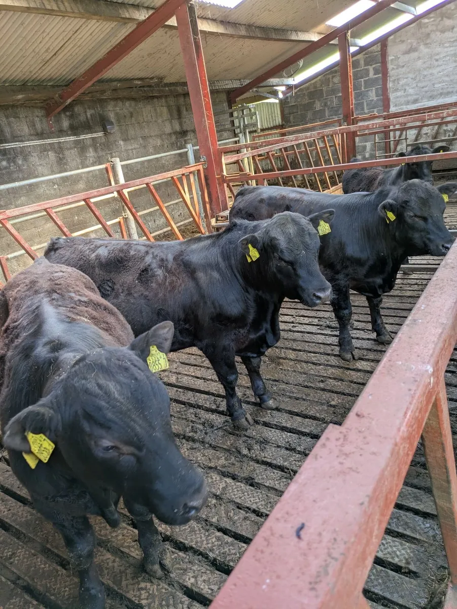 Young Purebred Angus Bulls - Image 2
