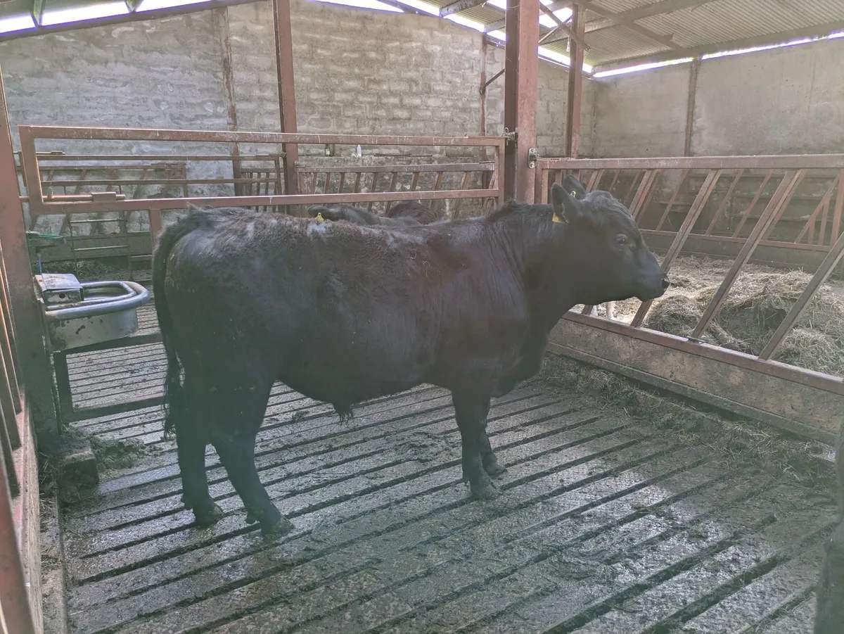 Young Purebred Angus Bulls - Image 3