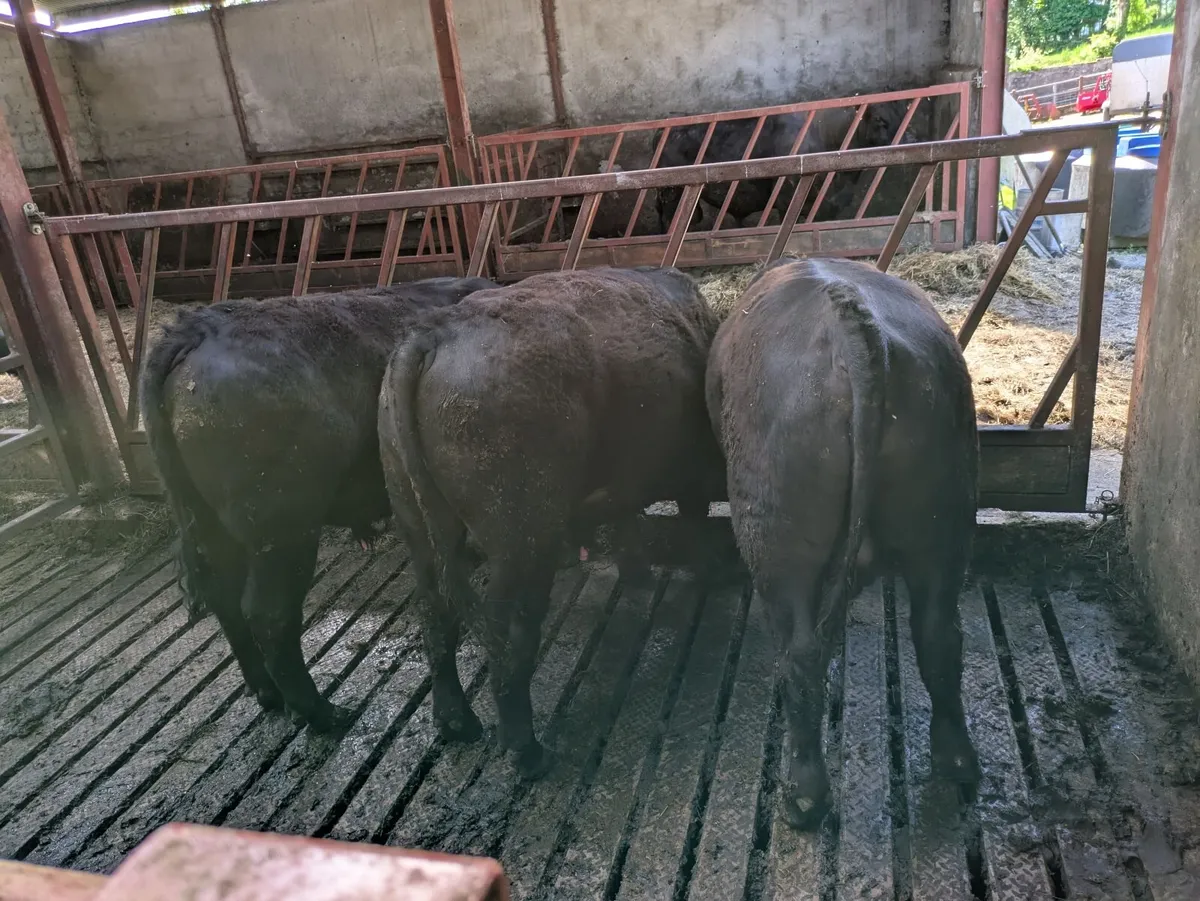 Young Purebred Angus Bulls - Image 4