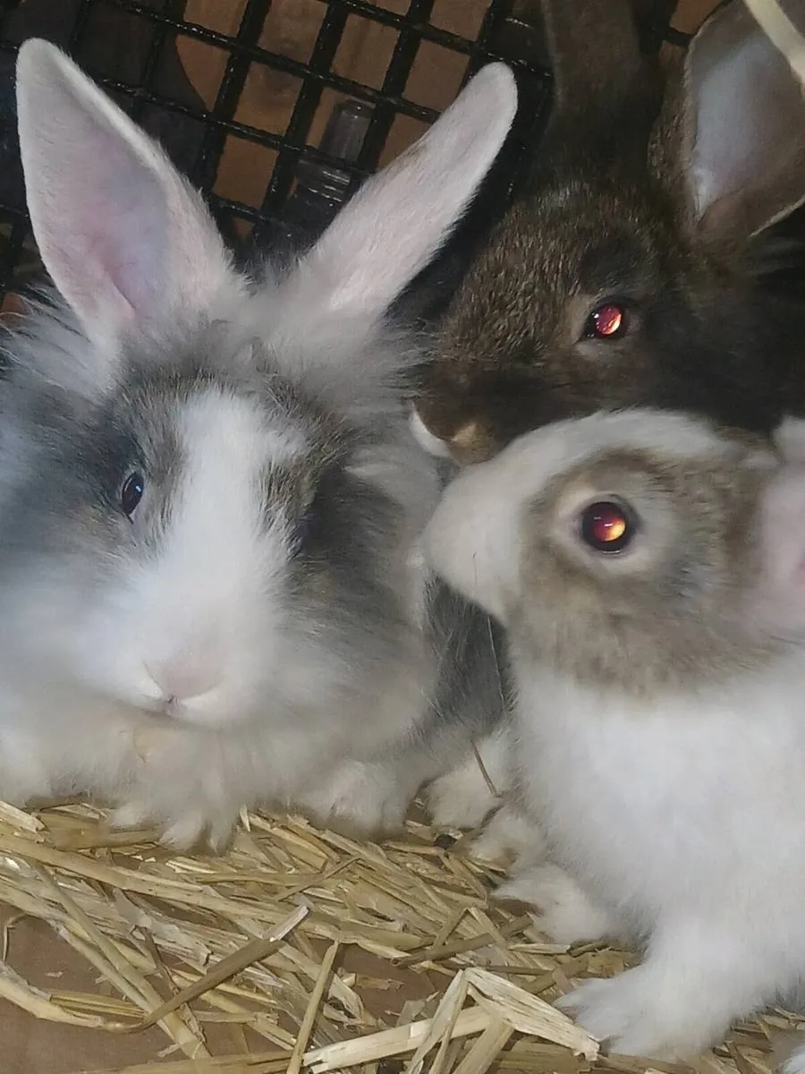 2 month old rabbits looking for loving homes 🐰 - Image 2