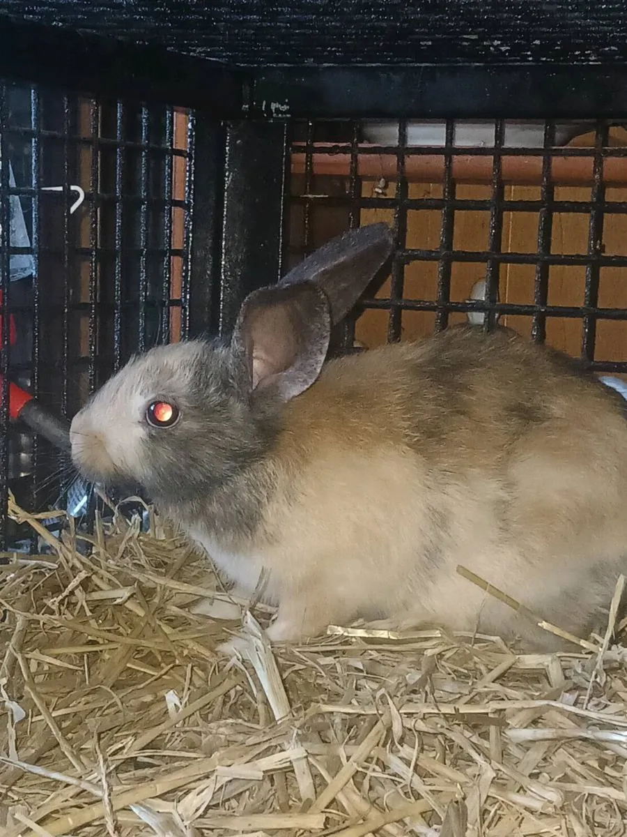 2 month old rabbits looking for loving homes 🐰 - Image 4
