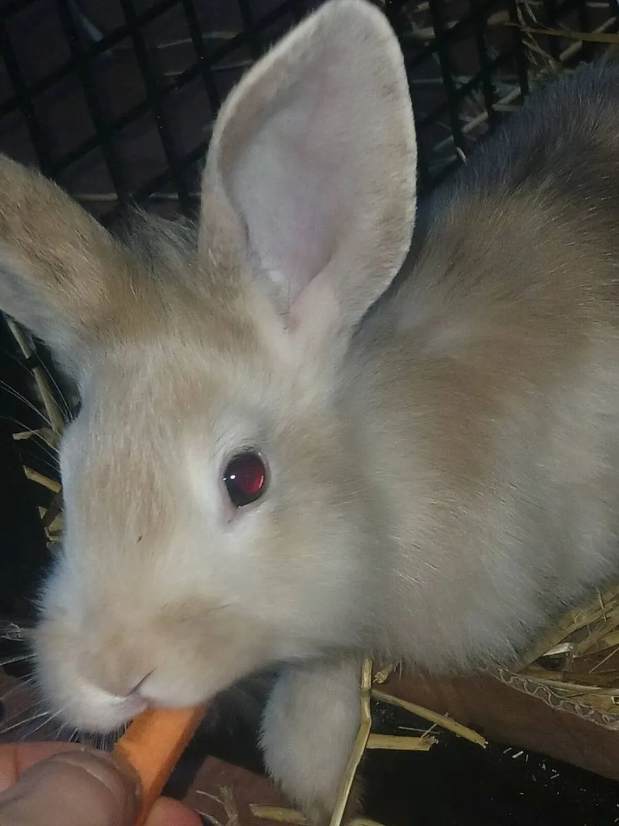 2 month old rabbits looking for loving homes 🐰 - Image 3