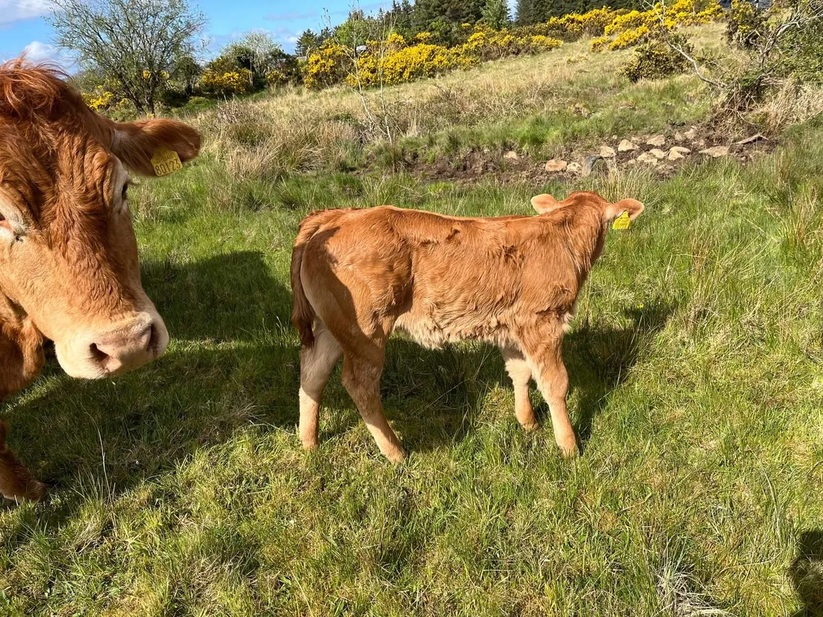 Pedigree bulls for sale - Image 2