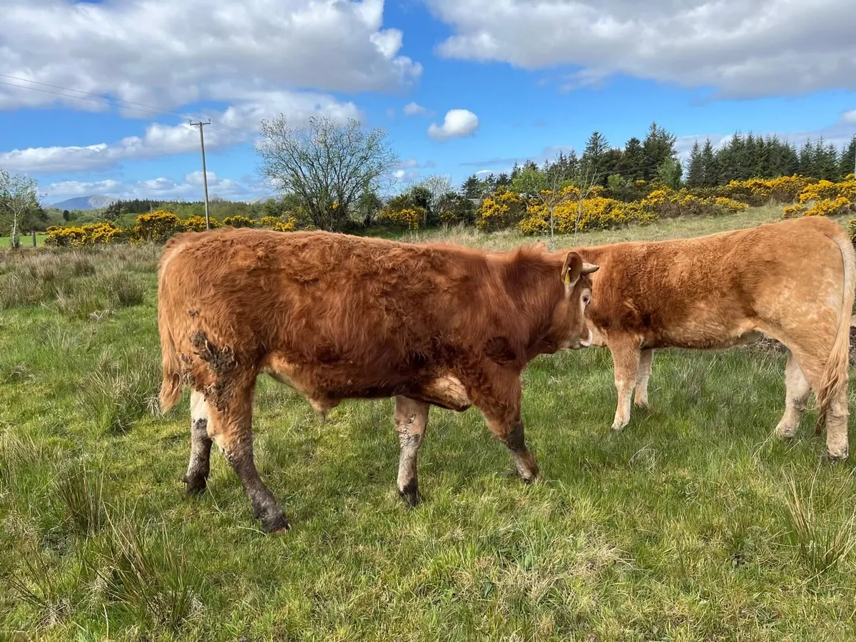 Pedigree bulls for sale - Image 3