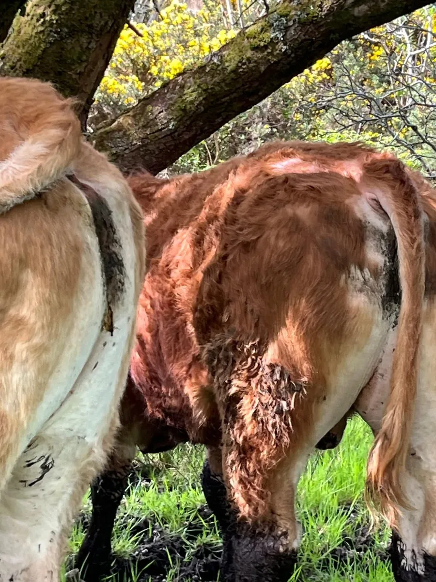 Pedigree bulls for sale - Image 4