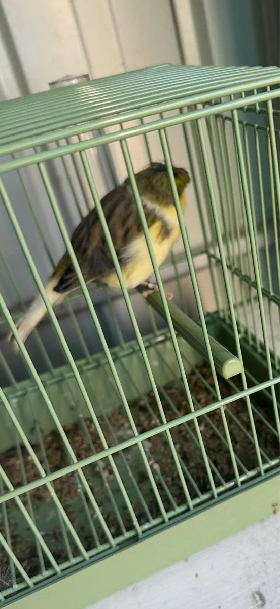 Gloster canaries - Image 1