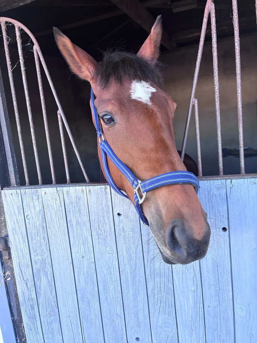 Broken & riding mare⭐️🐴 - Image 1