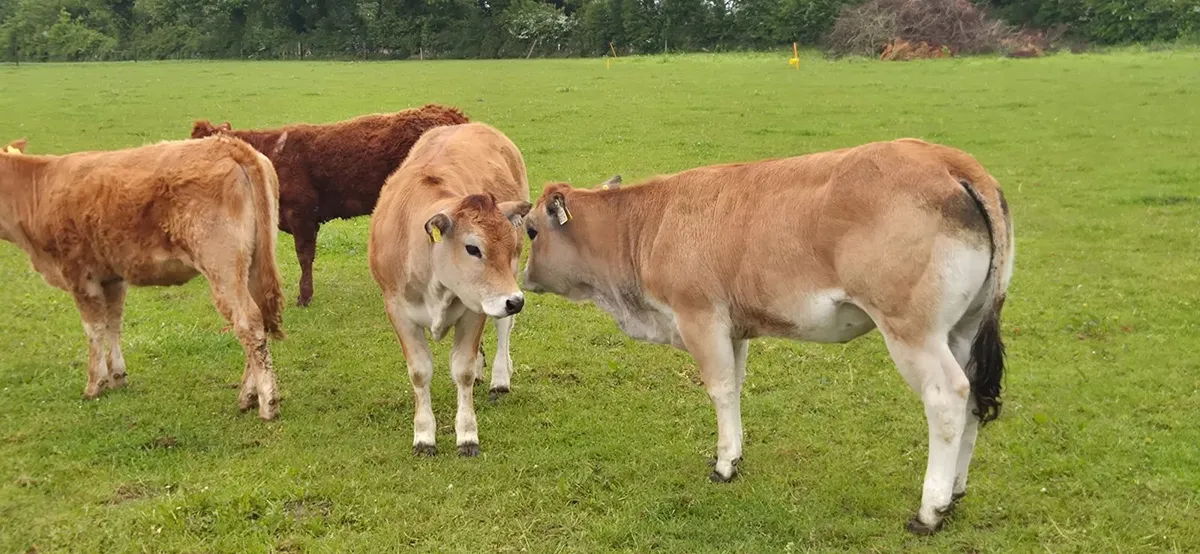 Heifers - Image 2