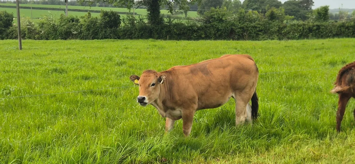 Heifers - Image 3