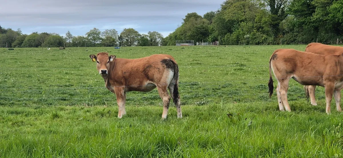 Heifers - Image 4