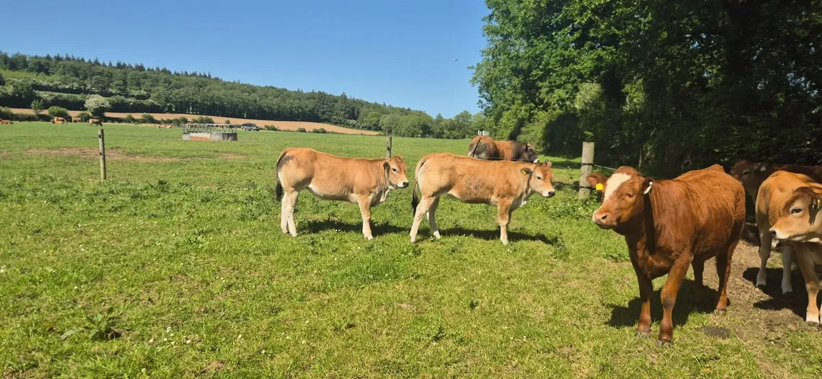 Heifers - Image 1