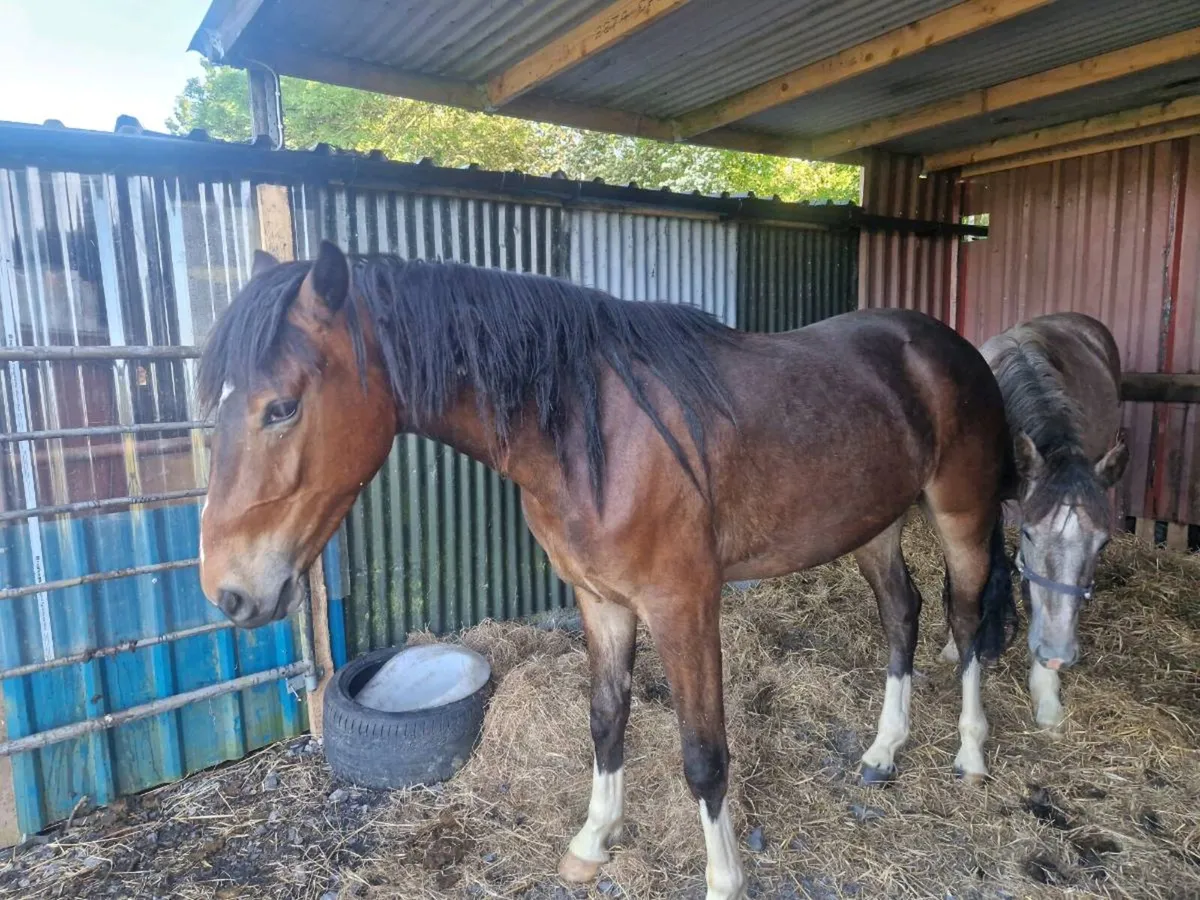 2 YR OLD IMPERIAL HEIGHTS GEIlDING - Image 3