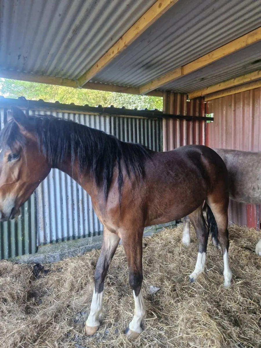 2 YR OLD IMPERIAL HEIGHTS GEIlDING - Image 4