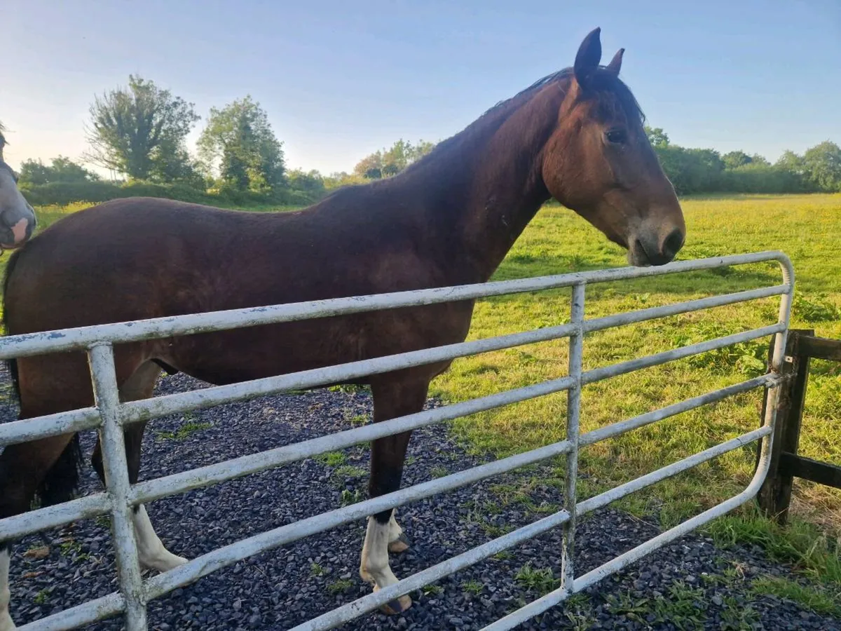 2 YR OLD IMPERIAL HEIGHTS GEIlDING - Image 1