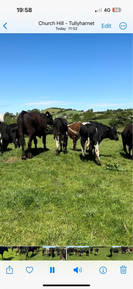 12 bullocks for sale - Image 1