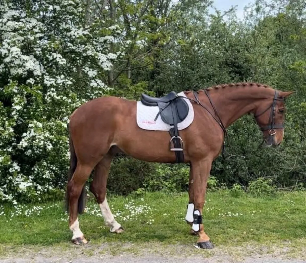 8 yr old gelding - Image 3