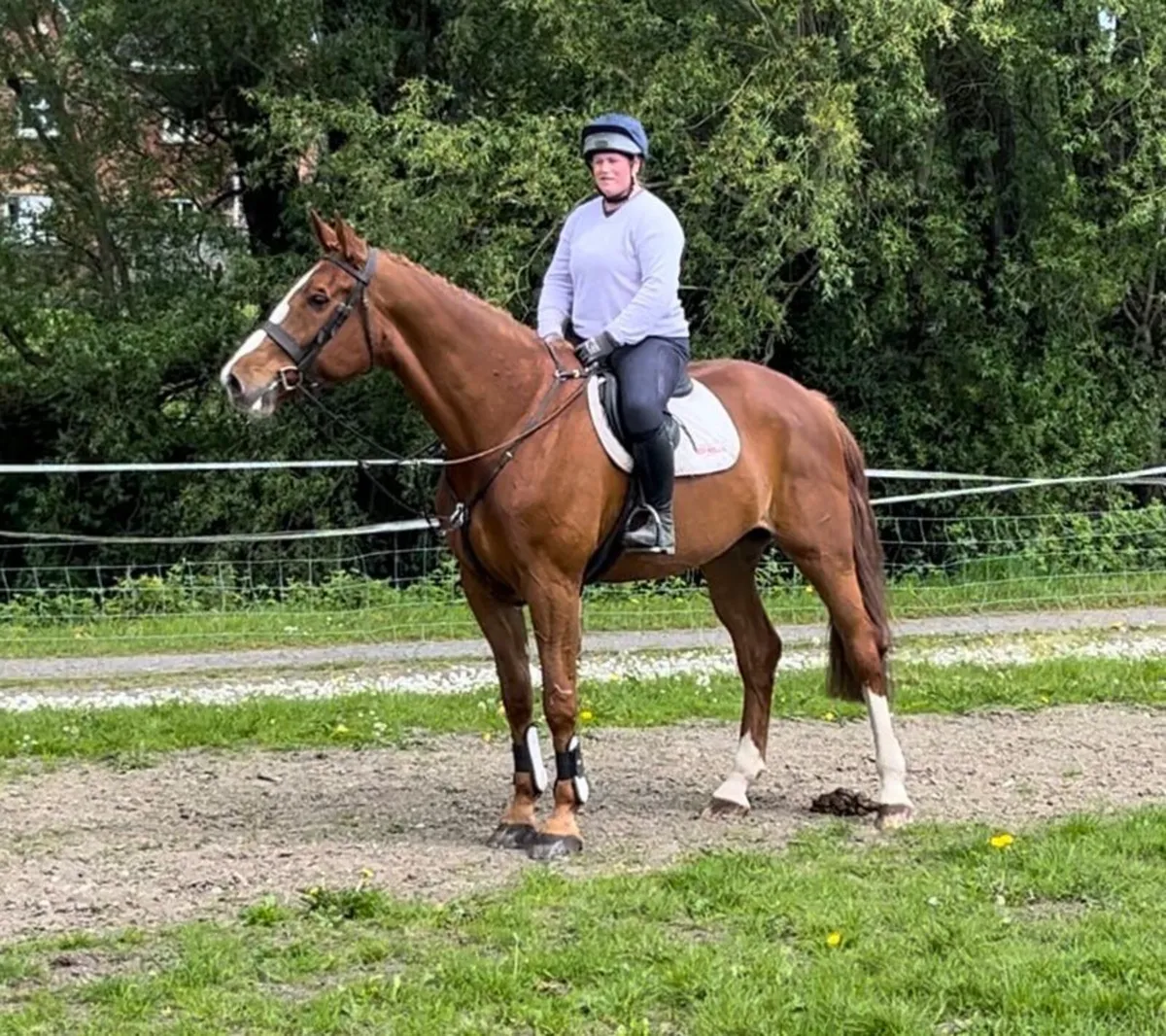 8 yr old gelding - Image 4