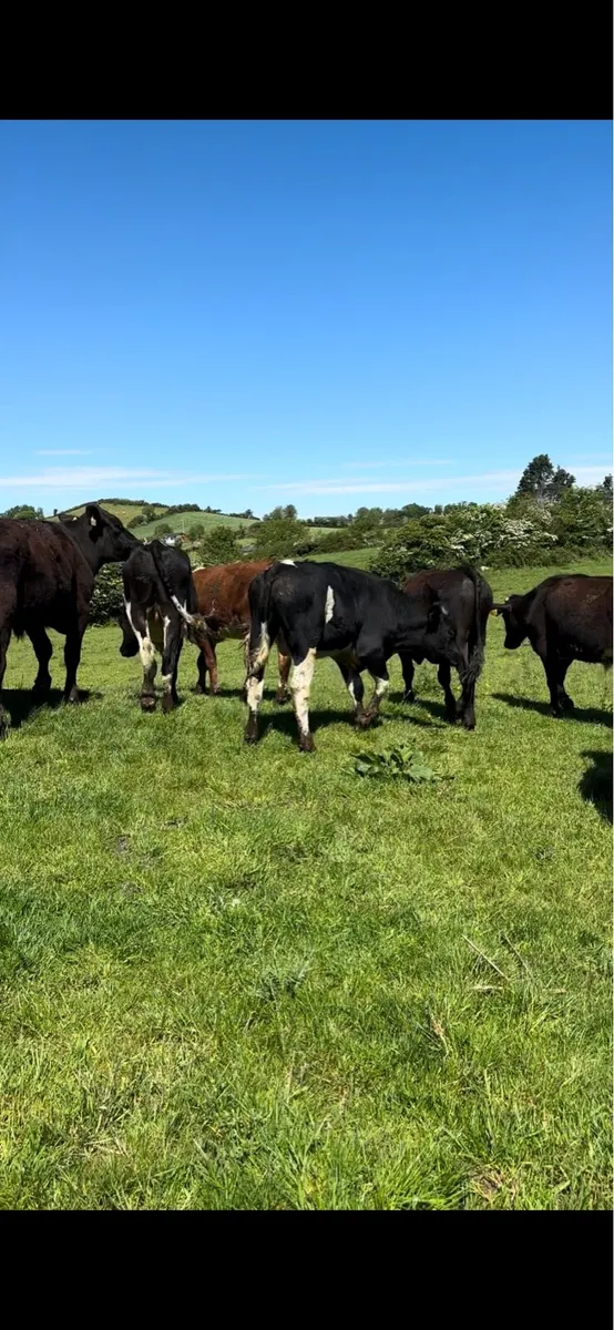 12 bullocks for sale - Image 3