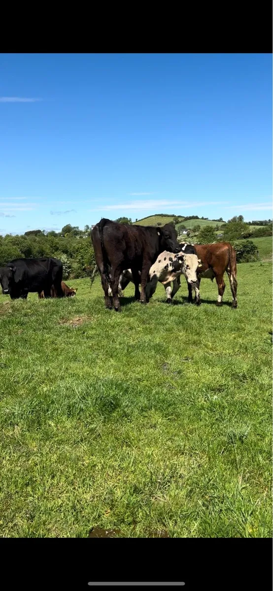 12 bullocks for sale - Image 2
