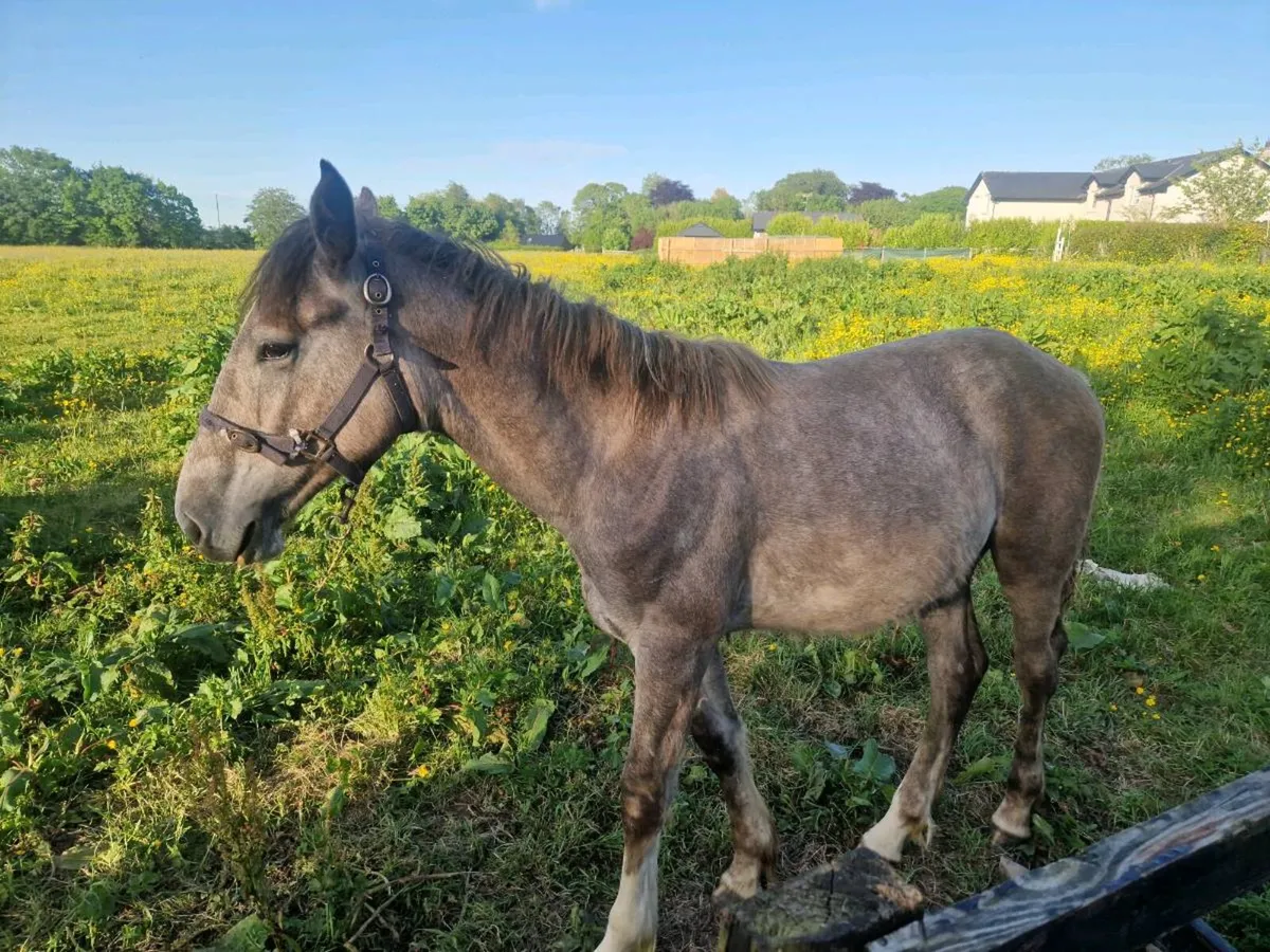 Yearly colt RID Big Grey/Roan colt - Image 2