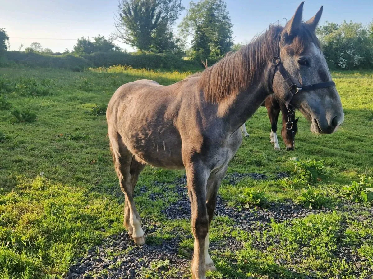 Yearly colt RID Big Grey/Roan colt - Image 3