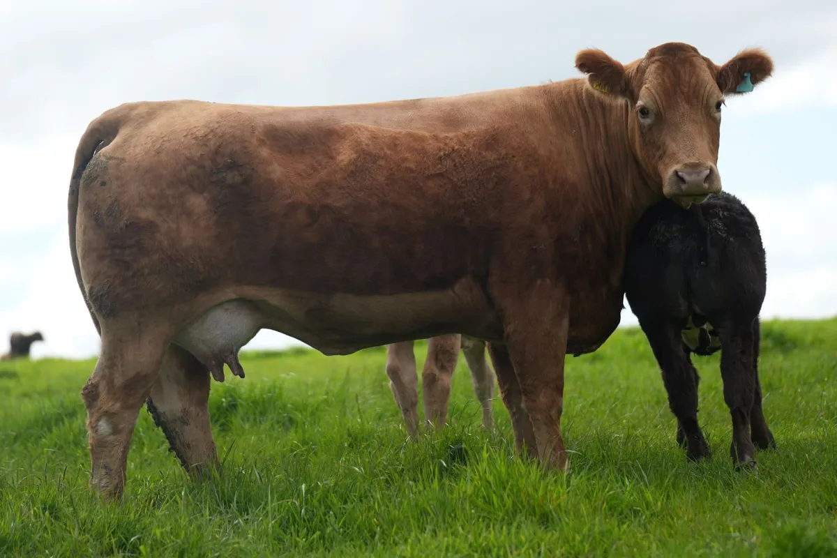 Limousin Cow & Show Blue Calf - Image 3