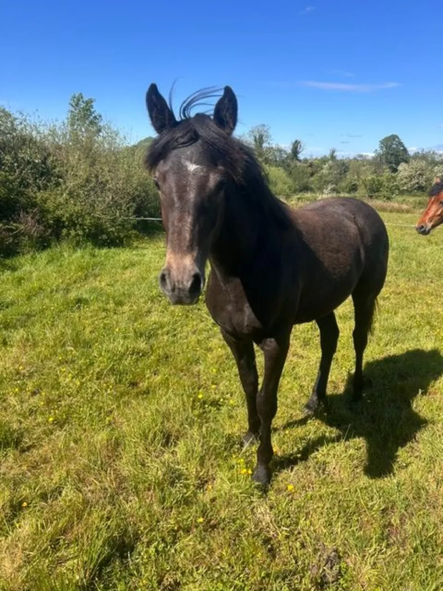 Sligo Cavalier Candy yearling for sale - Image 1