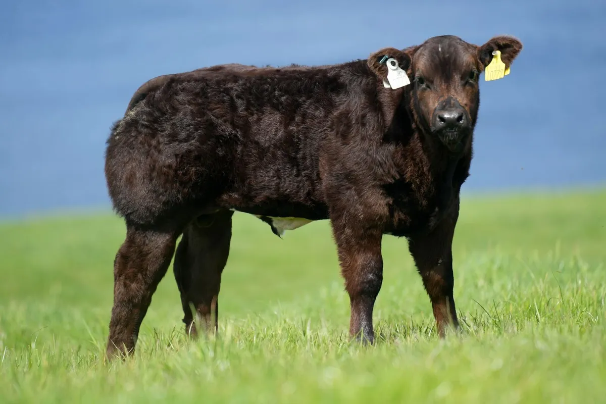 Limousin Cow & Show Blue Calf - Image 1