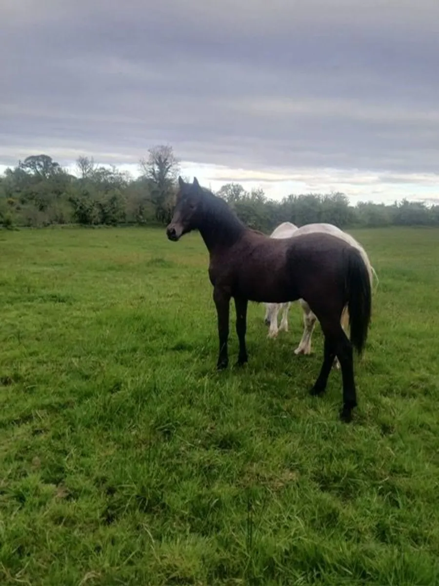 Sligo Cavalier Candy yearling for sale - Image 3