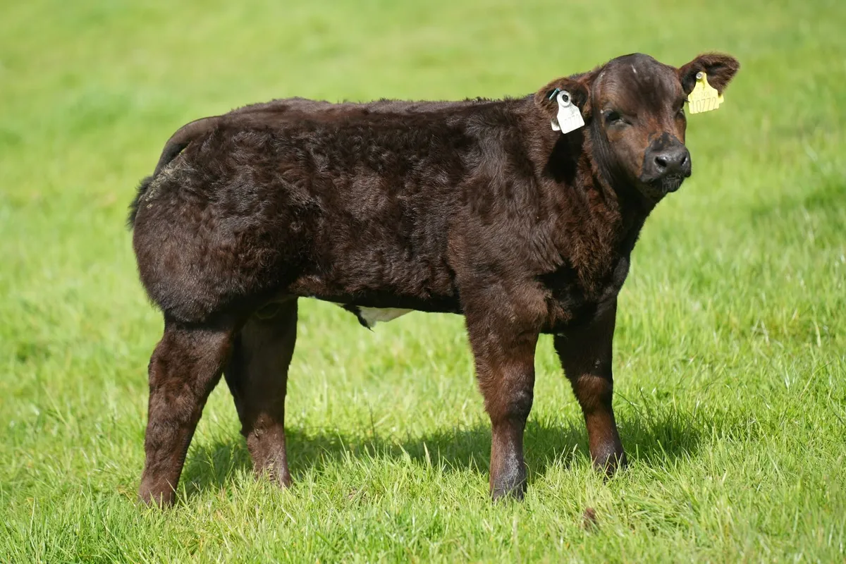 Limousin Cow & Show Blue Calf - Image 4