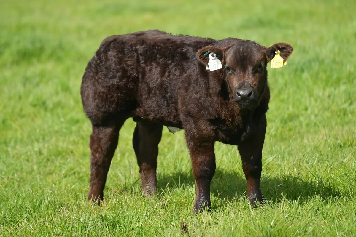 Limousin Cow & Show Blue Calf - Image 2