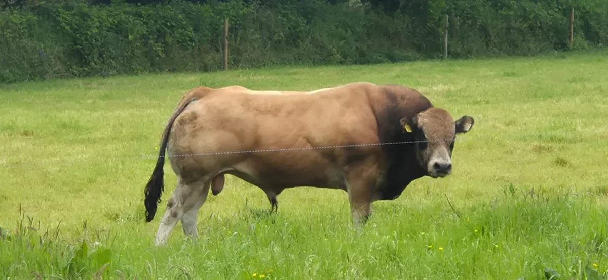 Bulls - Image 1