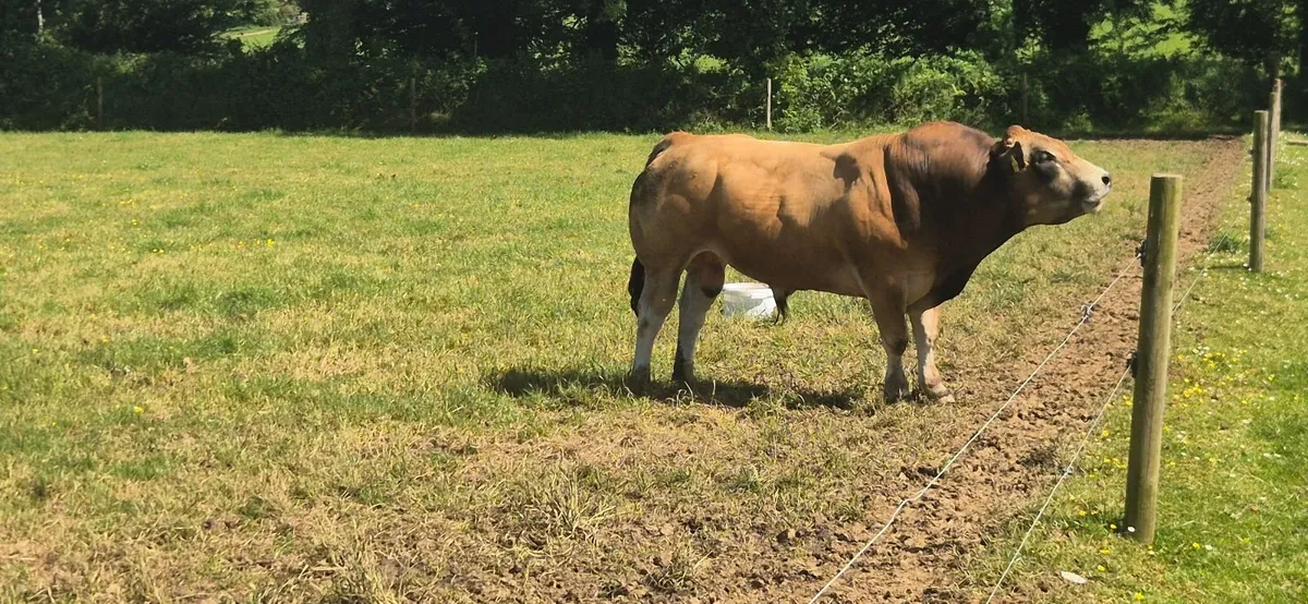 Bulls - Image 2