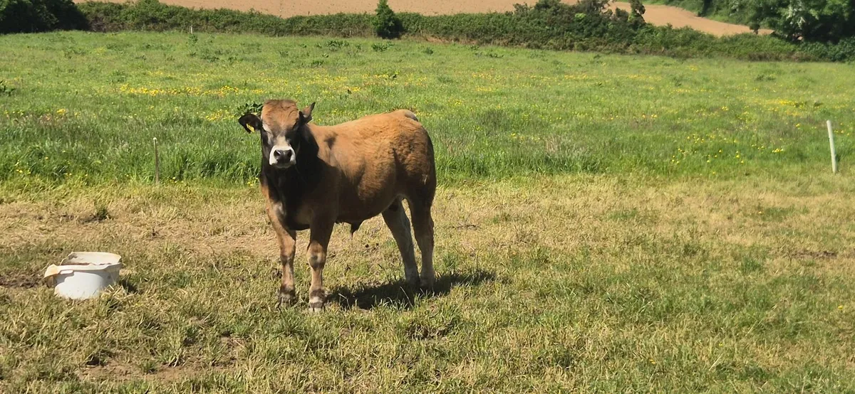 Bulls - Image 3