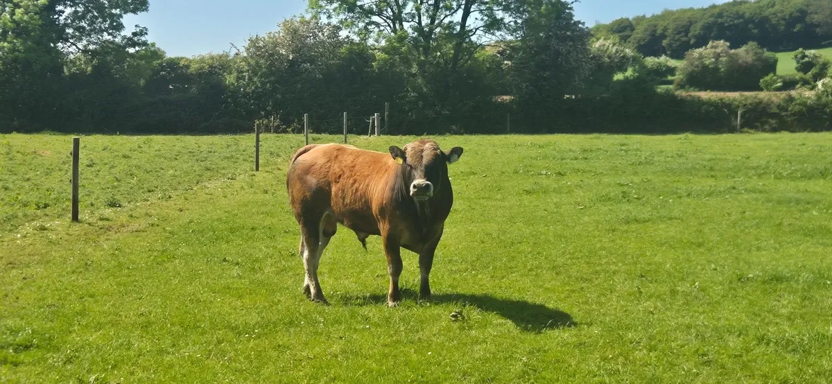 Bulls - Image 4