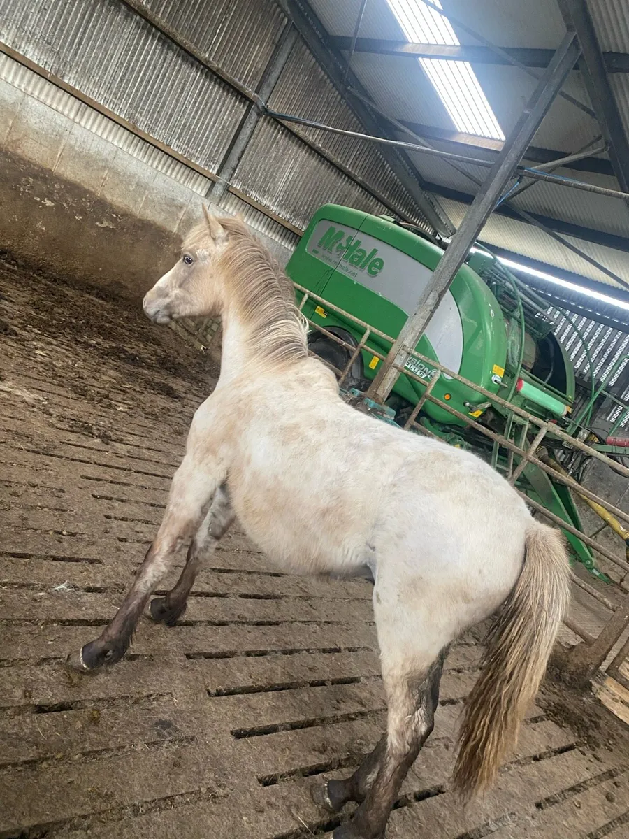 Horse - Image 1