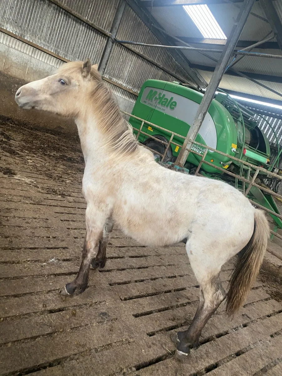 Horse - Image 2