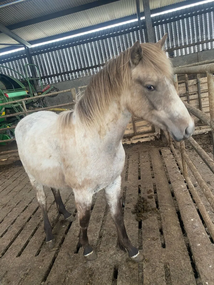 Horse - Image 3