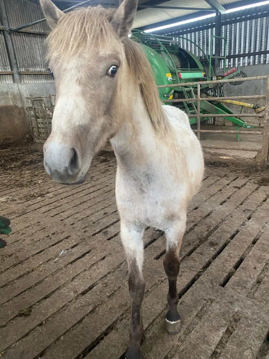 Horse - Image 4