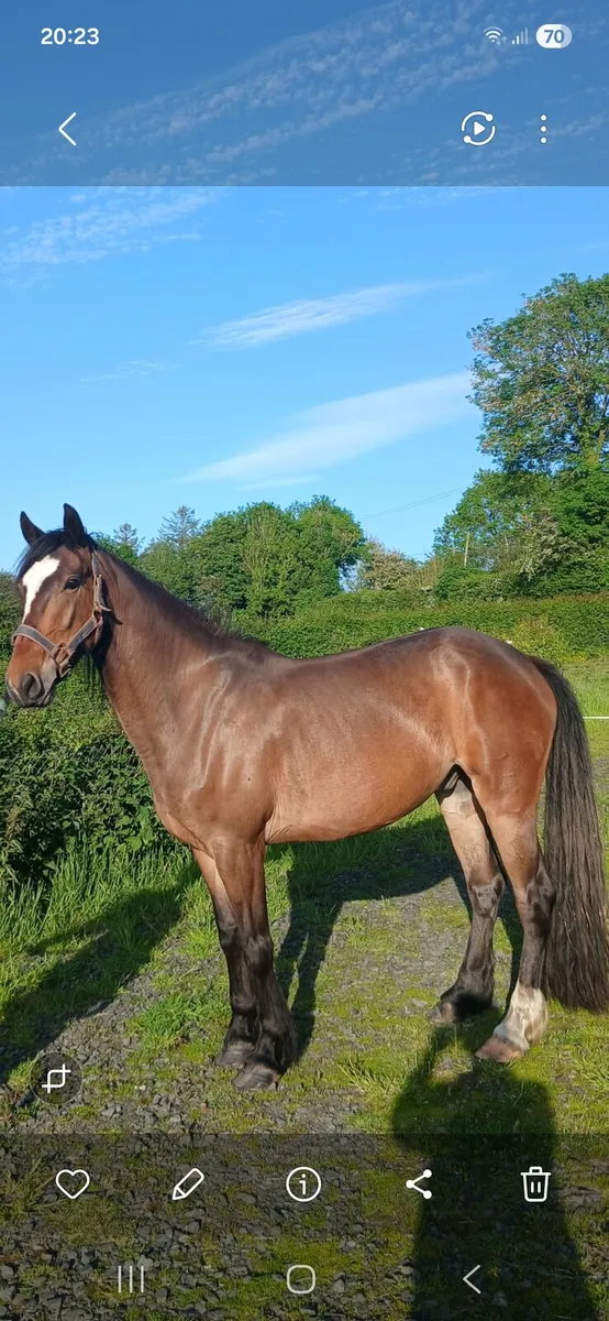 5yr Old Gelding - Image 1