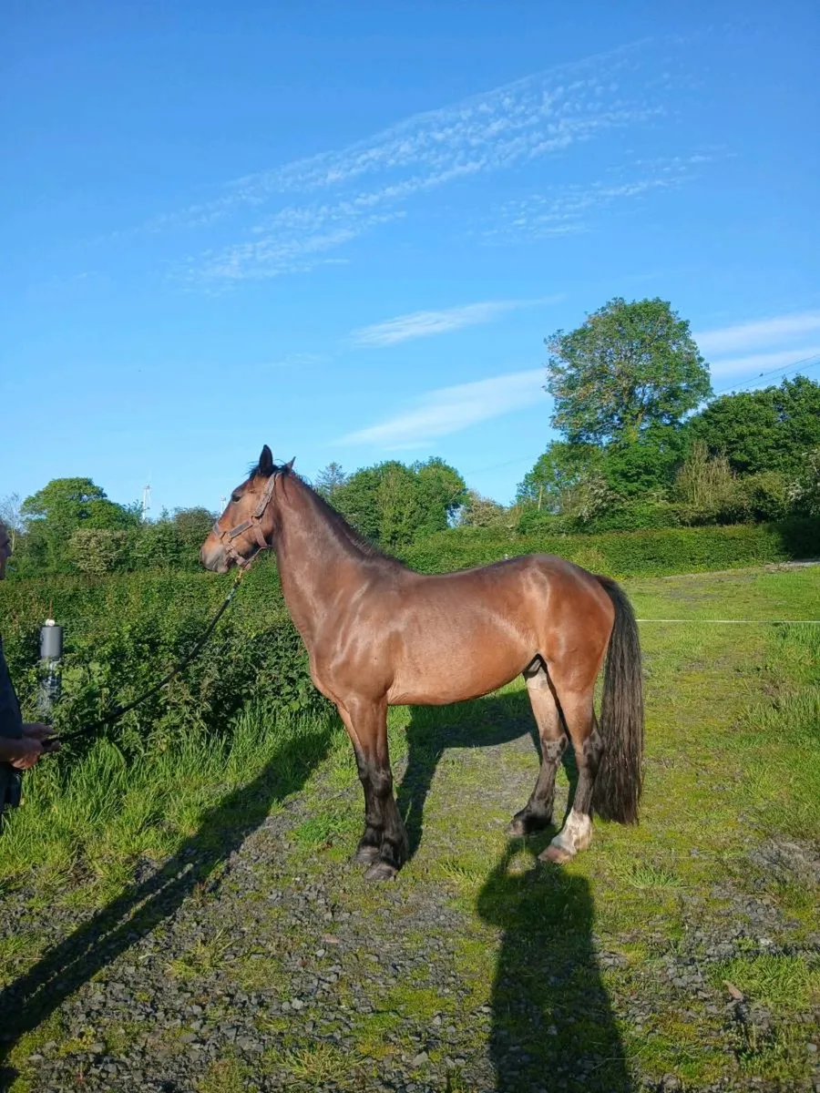 5yr Old Gelding - Image 2