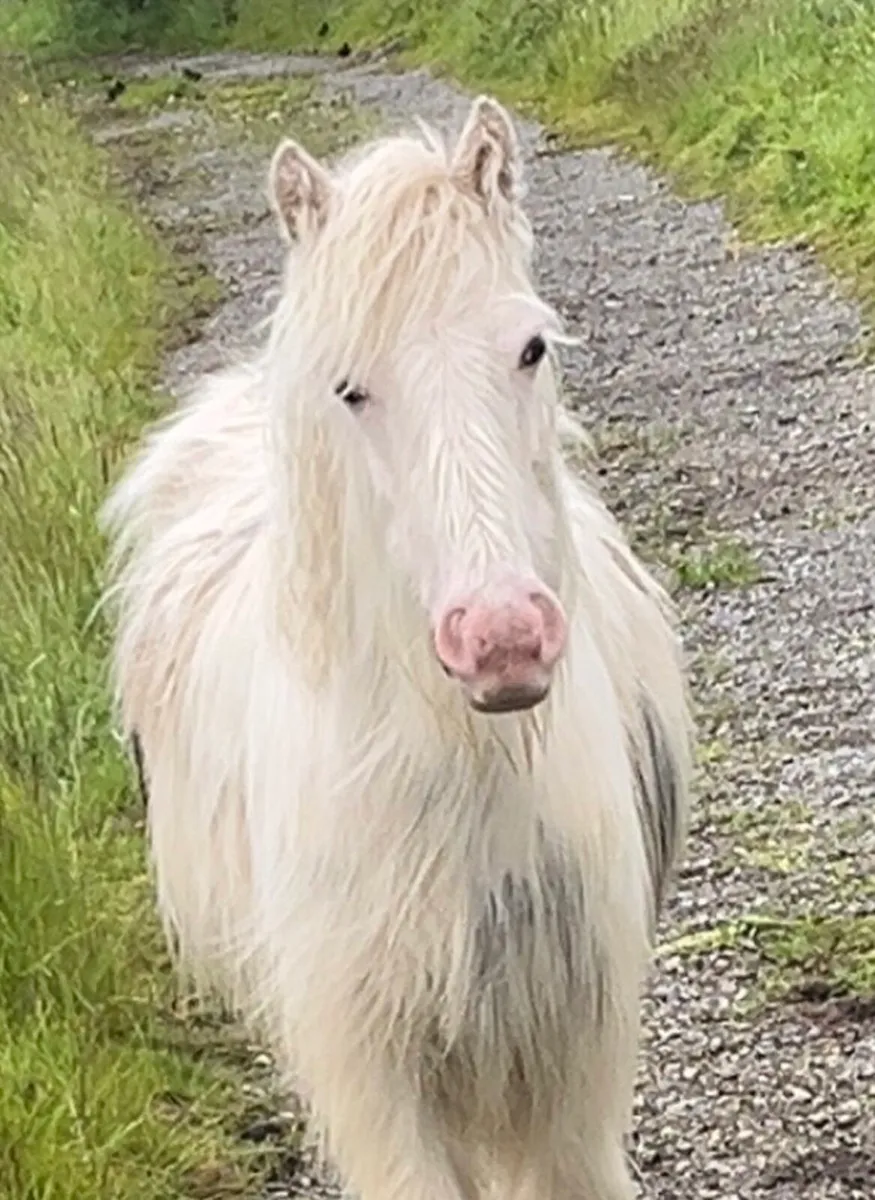 Heavy yearling Colt - Image 1