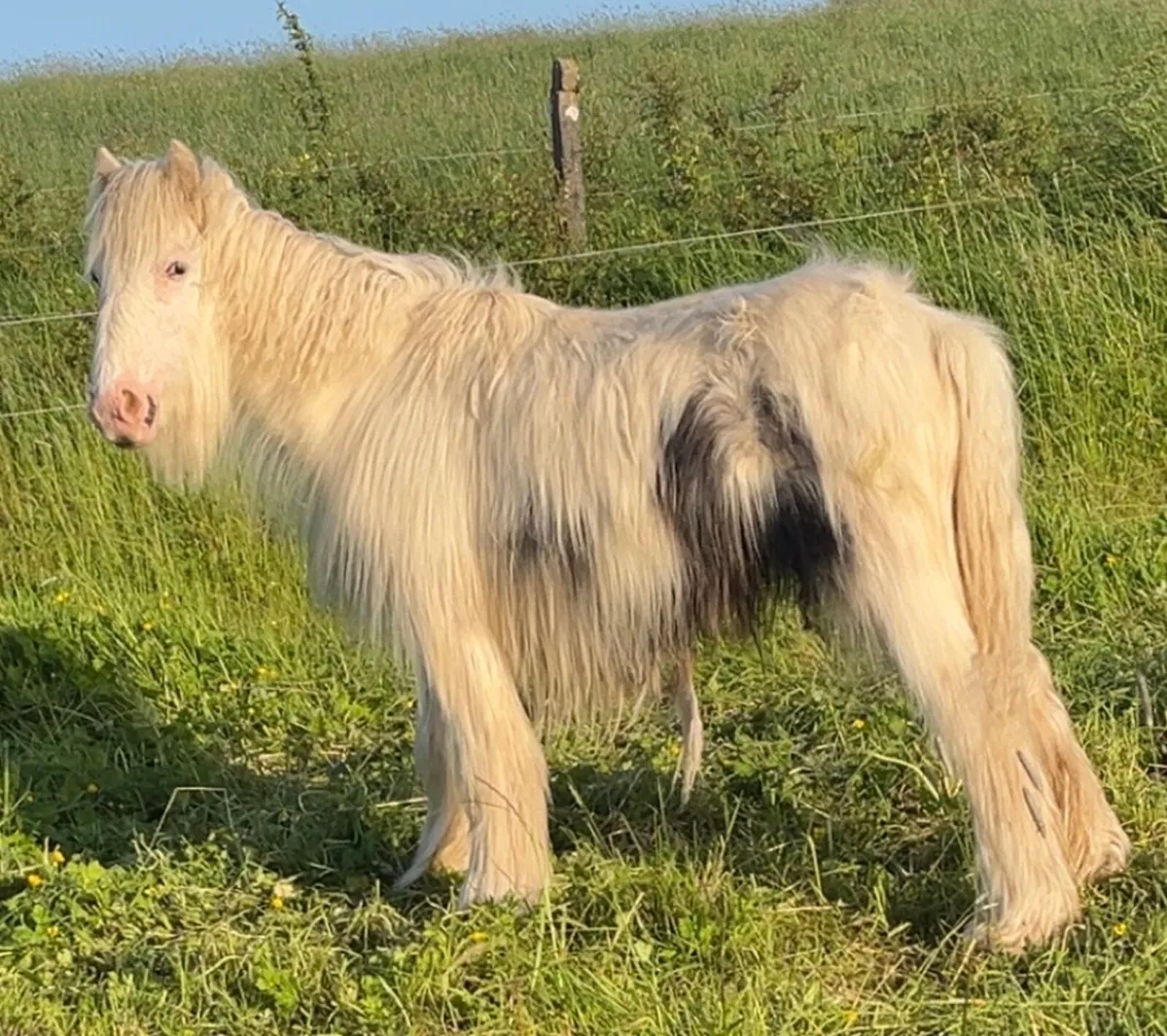 Heavy yearling Colt - Image 2
