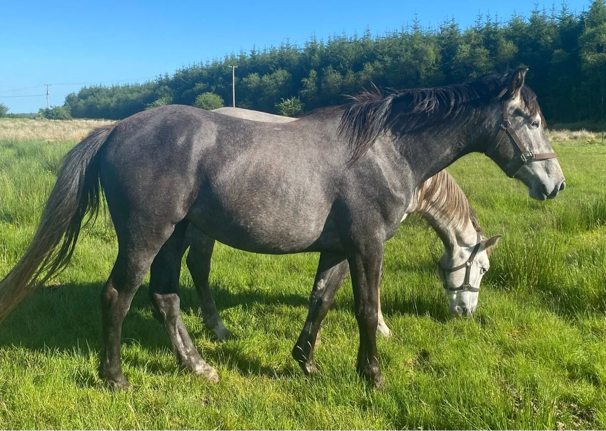 3 Year Old Registered Irish Draught Filly - Image 2